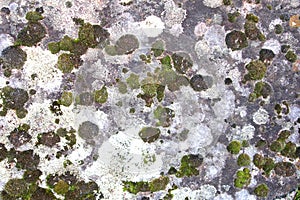 Background of bryophyte in different colors