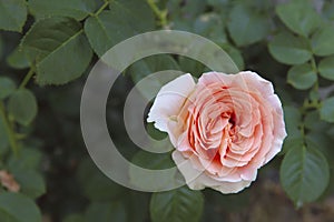 Background. Bud of a pink rose on a background of green leaves.