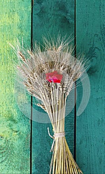 Background with a bunch of ripe Golden wheat heads and red poppy