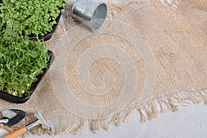 Background burlap with micro greenery and garden tools.