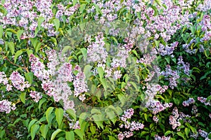 Background from bush lilac with green leaves. Fresh lilac flowers in the spring garden at the sunny day. Picture for