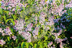 Background from bush lilac with green leaves. Fresh lilac flowers in the spring garden at the sunny day. Picture for