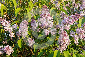 Background from bush lilac with inflorescences of flowers and green leaves. Lilac buds for post, screensaver, wallpaper