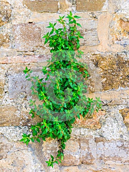Bush weed in an old stone wall