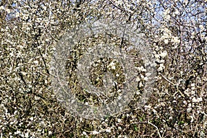 Background of the bushes of blooming blackthorn