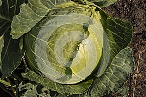 Background of cabbage leaves. Dew drops on a leaf of cabbage. Green juicy color of the plant. big fresh white cabbage