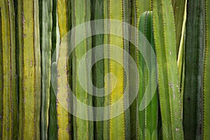 Background of cacti plants in the Ethnobotanical Garden of Oaxaca, Mexico. photo