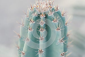 Background with cactus, close-up
