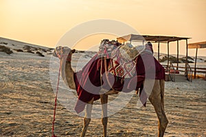 The background of camel at Desert Safari Camel Ride when the sunset in the evening as a landmark for desert activities