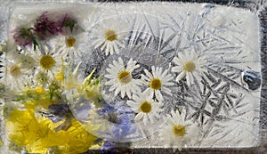 Background of camomile,  chicory succory flower   frozen in ice