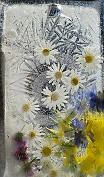 Background of camomile,  chicory succory flower   frozen in ice