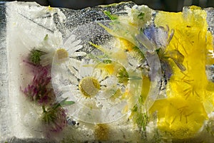 Background of camomile,  chicory succory flower   frozen in ice