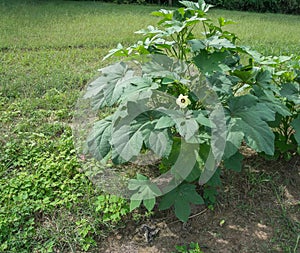Background Capture Of An Isolated Okra Plant.