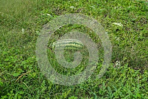 A Background Capture Of A Watermelon Patch.