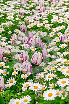 Background. A carpet of green grass and many daisies and white tulips among them.