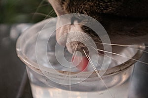 Background cat drink water textured