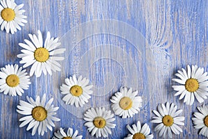 Background of chamomile flower on an old blue wood board