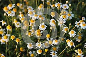 Background with chamomile flowers. Flower texture. Focusing on the central daisy