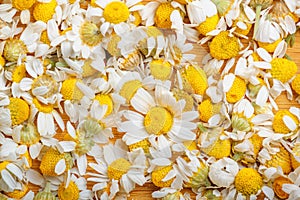 Background of chamomile flowers - Matricaria recutita, blooming spring flowers scattered photo