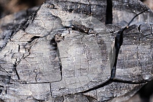 Background is charred burnt wood in closeup.