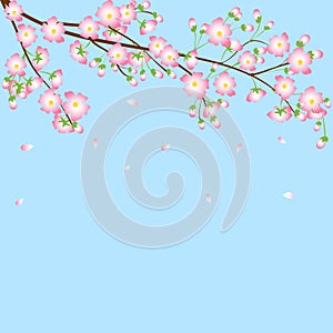 Background with cherry blossom branch