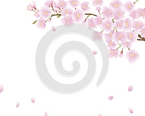 Background of cherry blossom branches with falling petals drawn in vector