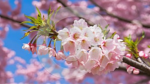 Background of cherry blossom tree in delicate pink bloom