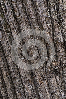 Chestnut bark background un the forest