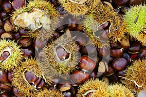 Background of chestnut