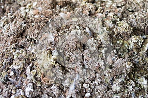 background of Chicken manure