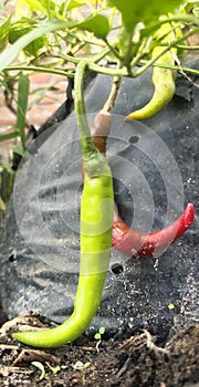 Background of chili fruit with different maturity