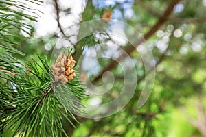 Background of Christmas tree branches. Conifer tree