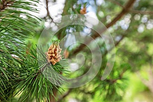 Background of Christmas tree branches. Conifer tree