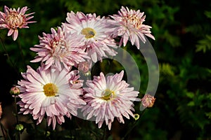 Background of chrysanthemums, white and pink chrysanthemum photo