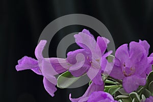 Background close up of beautiful, blue Texas Ranger flowers against black satin