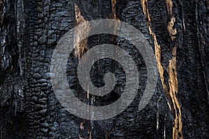 Background, close-up of burned wood. Charred tree, burnt wood texture