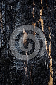 Background, close-up of burned wood. Charred tree, burnt wood texture