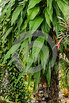 Background of close up green leaves