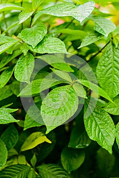 Background of close up green leaves