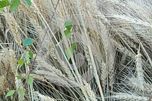 Background of close-up macro golden and green wheat ears in the field and a birch branch