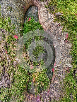 Background of a close up of a tree trunk on a French parc. photo