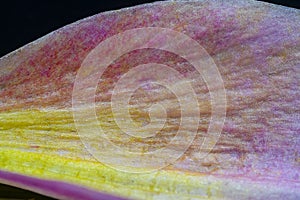 Background with a close-up of a part of a flower leaf in lilac-yellow tones on a black background