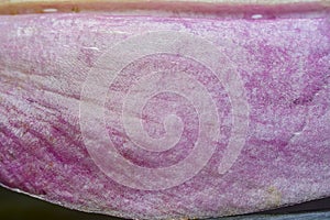 Background with a close-up of a part of a flower leaf in lilac-yellow tones on a black background