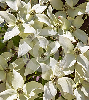 Background of close up view of white dogwood blooms