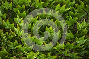 Background close up of Virginia creeper