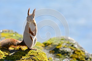 Background close-ups of squirrel posing