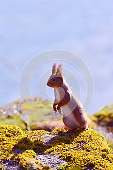 Background close-ups of squirrel posing
