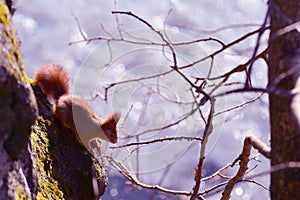 Background close-ups of squirrel posing