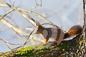Background close-ups of squirrel posing