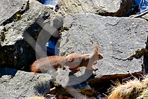 Background close-ups of squirrel posing